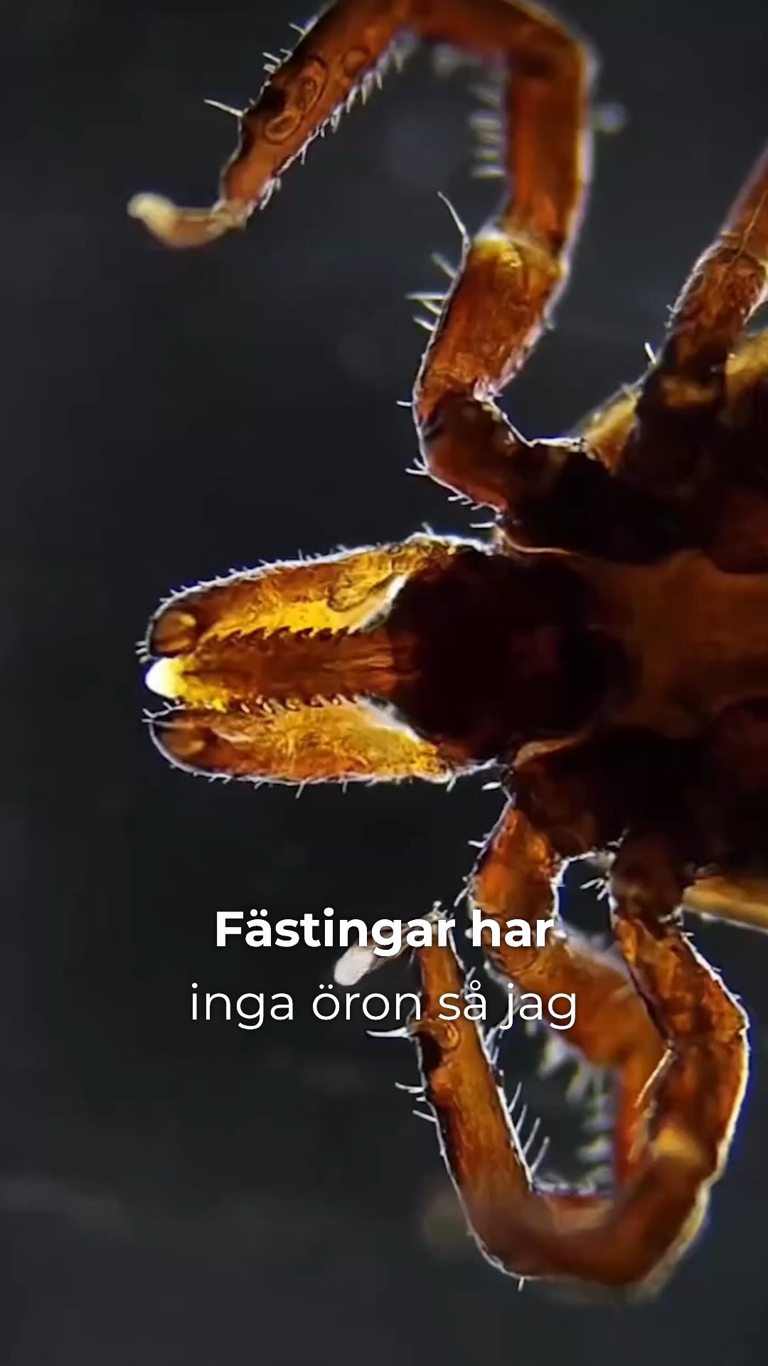 Köp en, få en gratis – fästingskydd