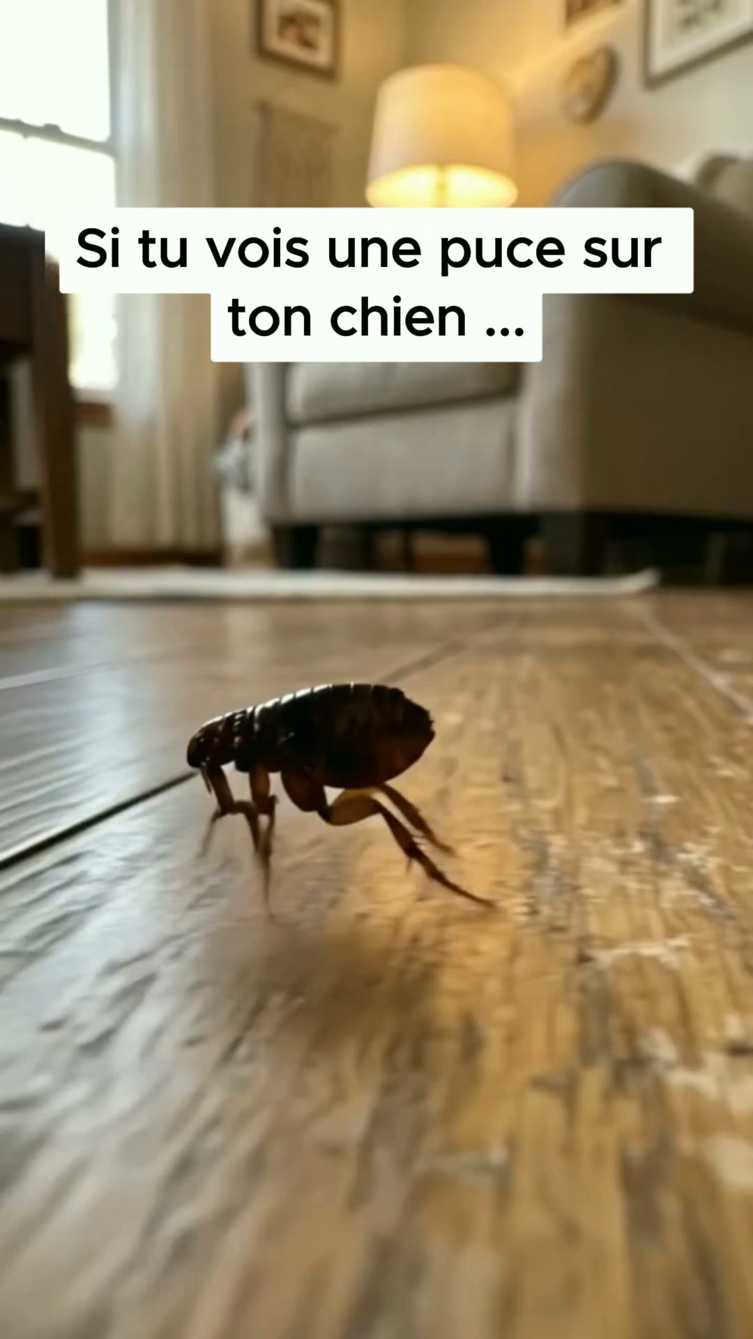 Offre à ton chien une vie sans puces ni tiques