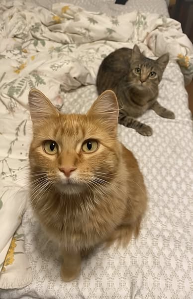 La nourriture de mon chat était en train de le tuer lentement. Je n'en avais aucune idée.