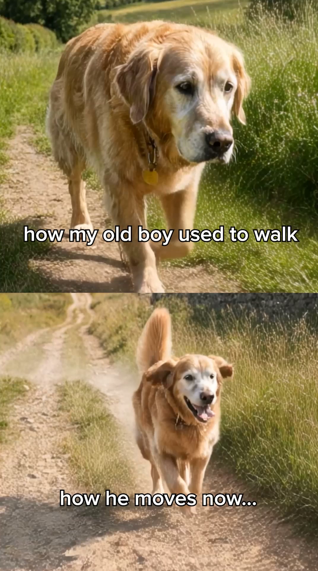 Dog's love it, Owners trust it