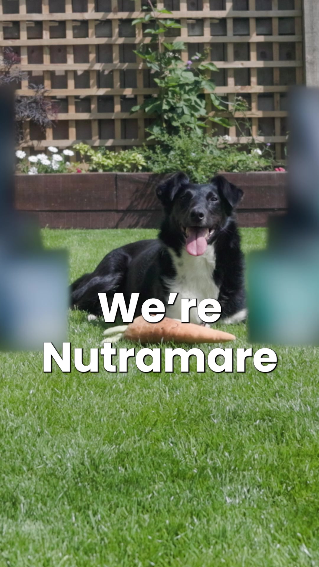 Dog Food Made By The People Who Actually Know How It's Made
