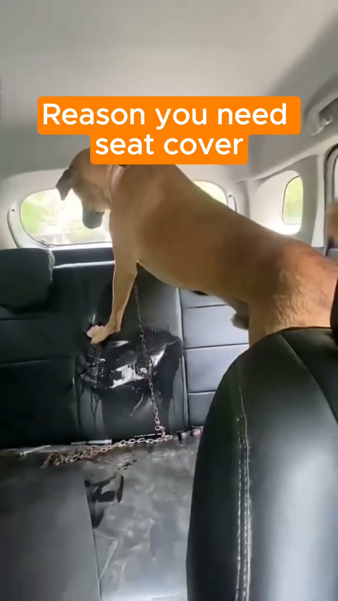 Pawlow Hard Bottom Seat Cover