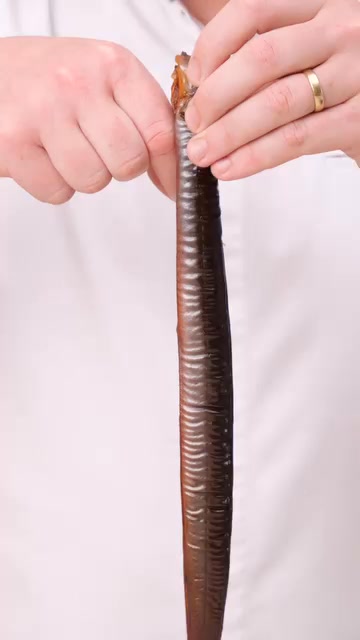 Eel Bone Tuille Mold