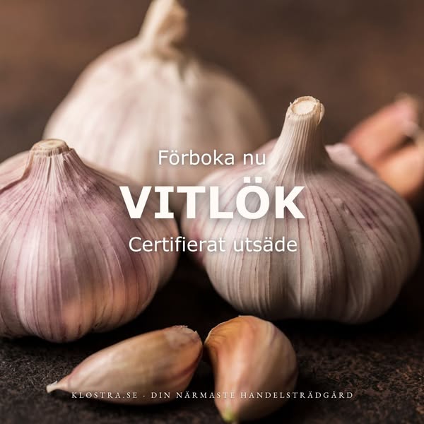 Certifierat vitlök-utsäde