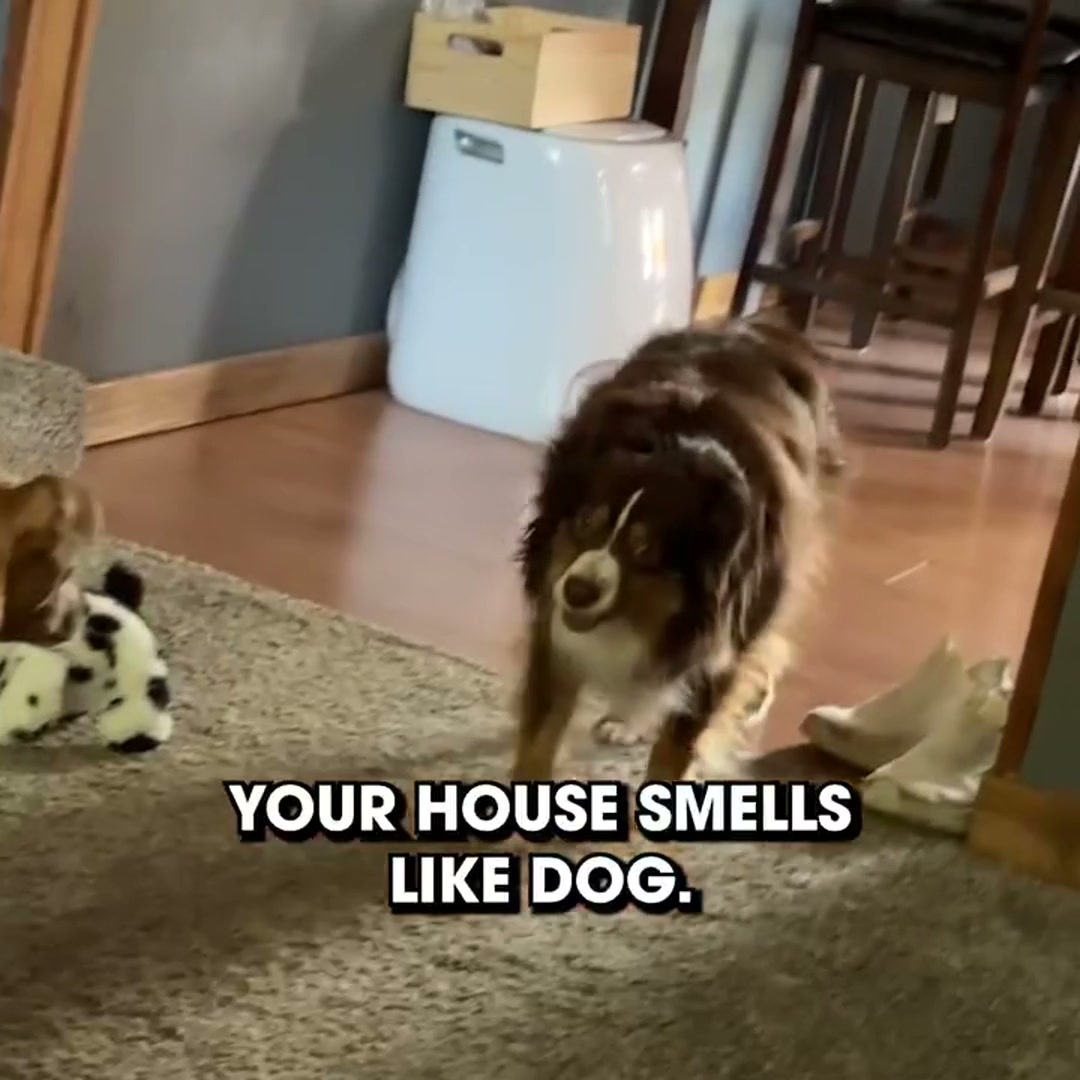 Ends Pet Odor At The Source — Save $30