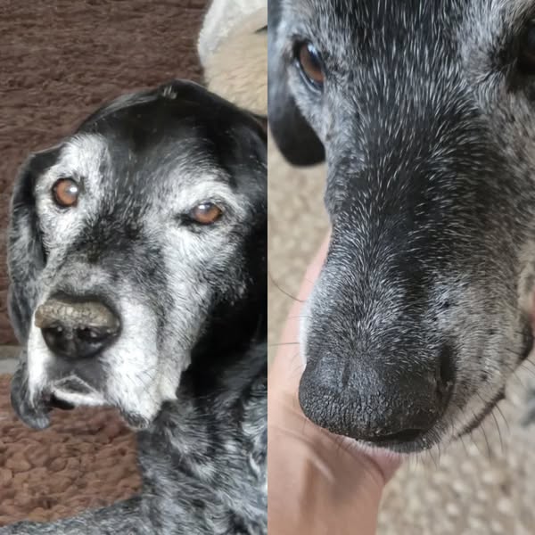 Every owner asks me the same thing: "I apply balm every night. Why is nothing changing?" The answer surprised most of them.