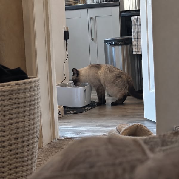 I Thought His Fountain Obsession Was Healthy.
