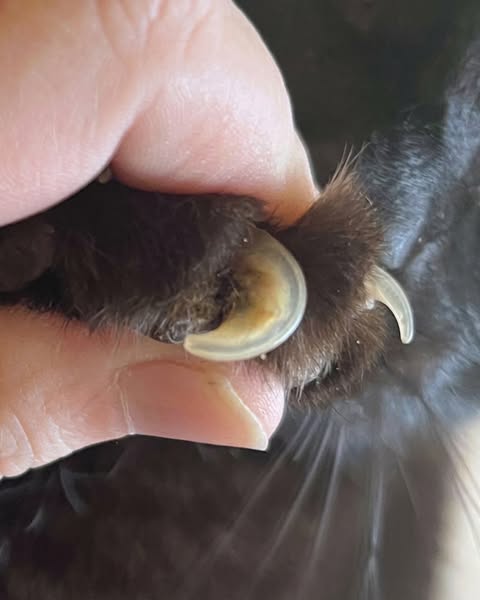 Kattenopvang onthult slimme nageltruc