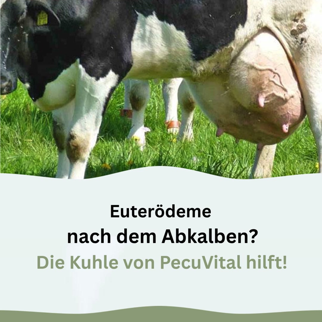 Euter nach dem Abkalben entlasten