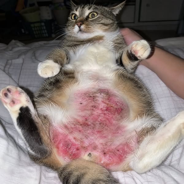 Stop watching your cat suffer