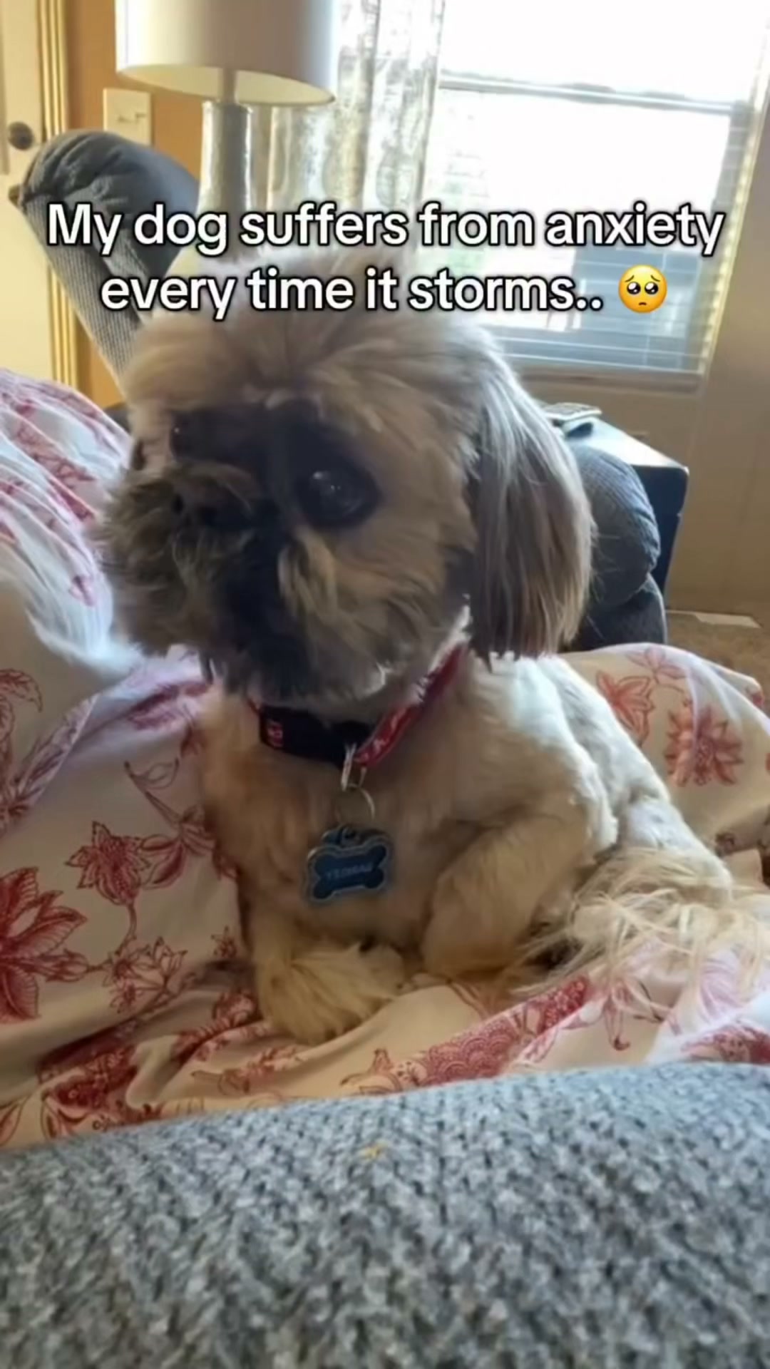 Game Changer for Anxious Dogs