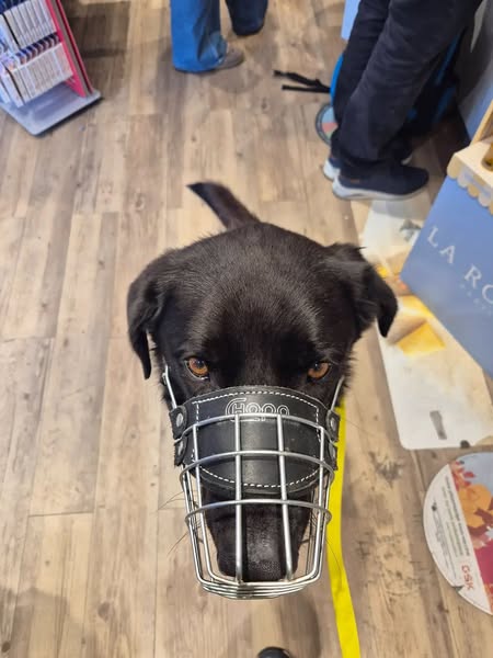 The muzzle changed nothing.