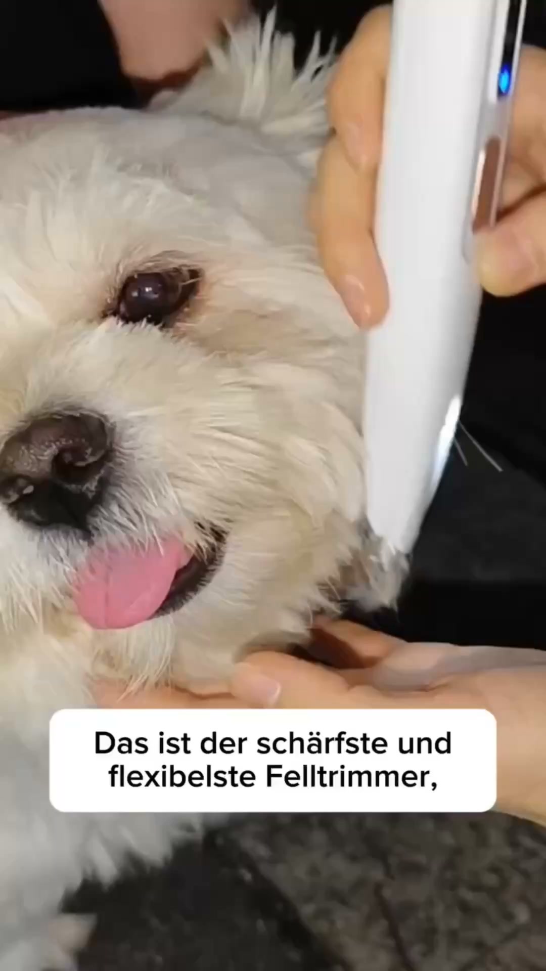 Pfoten trimmen ohne Drama! Der Sobivi Trim macht deinen Hund entspannt