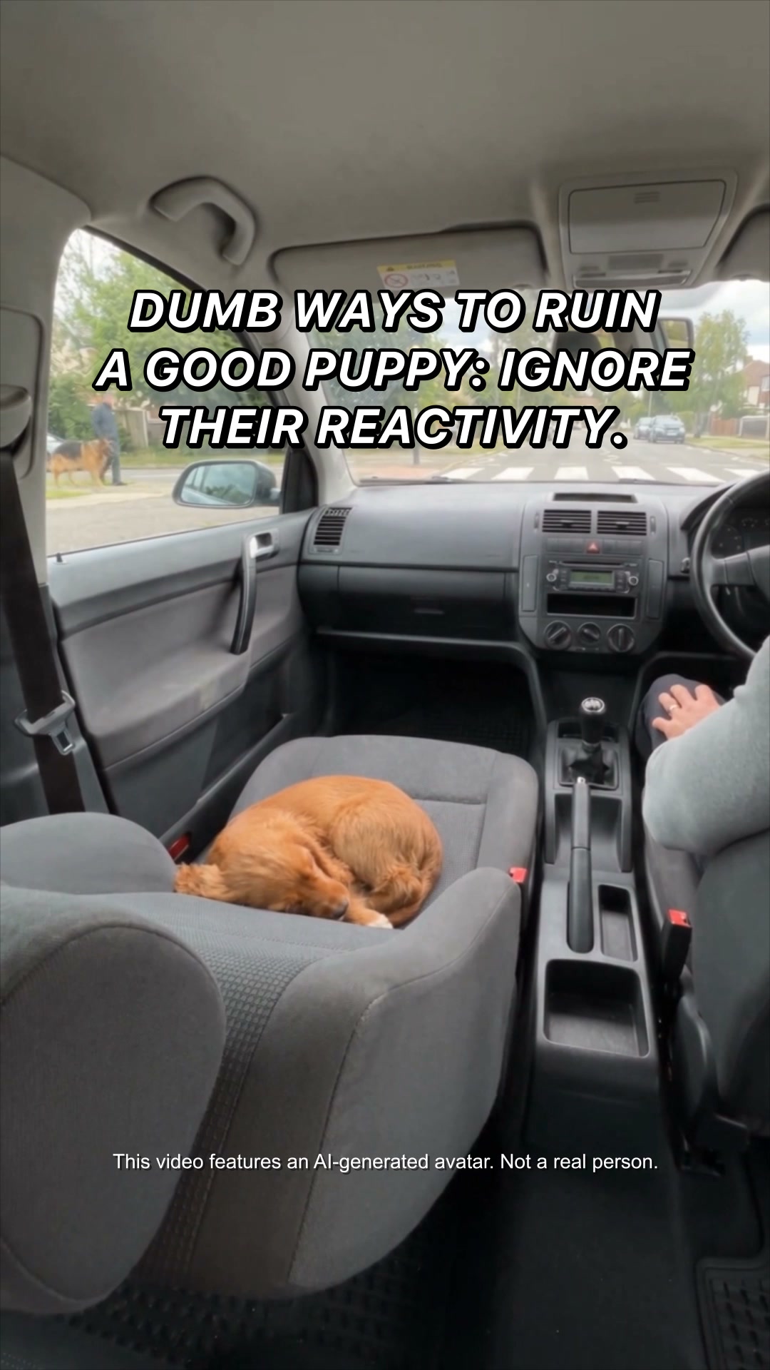 Start training your pup ▶