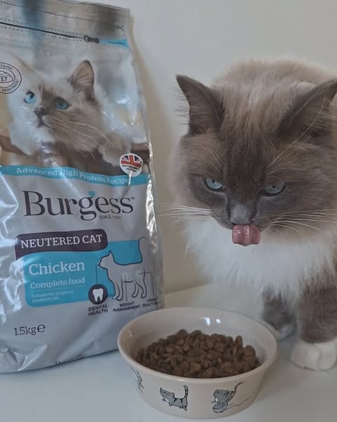 Cat Food for Balanced Nutrition | Burgess Pet Care