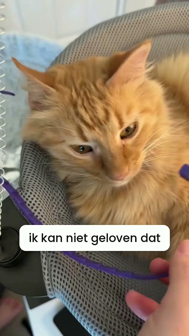 Meer rust voor je kat