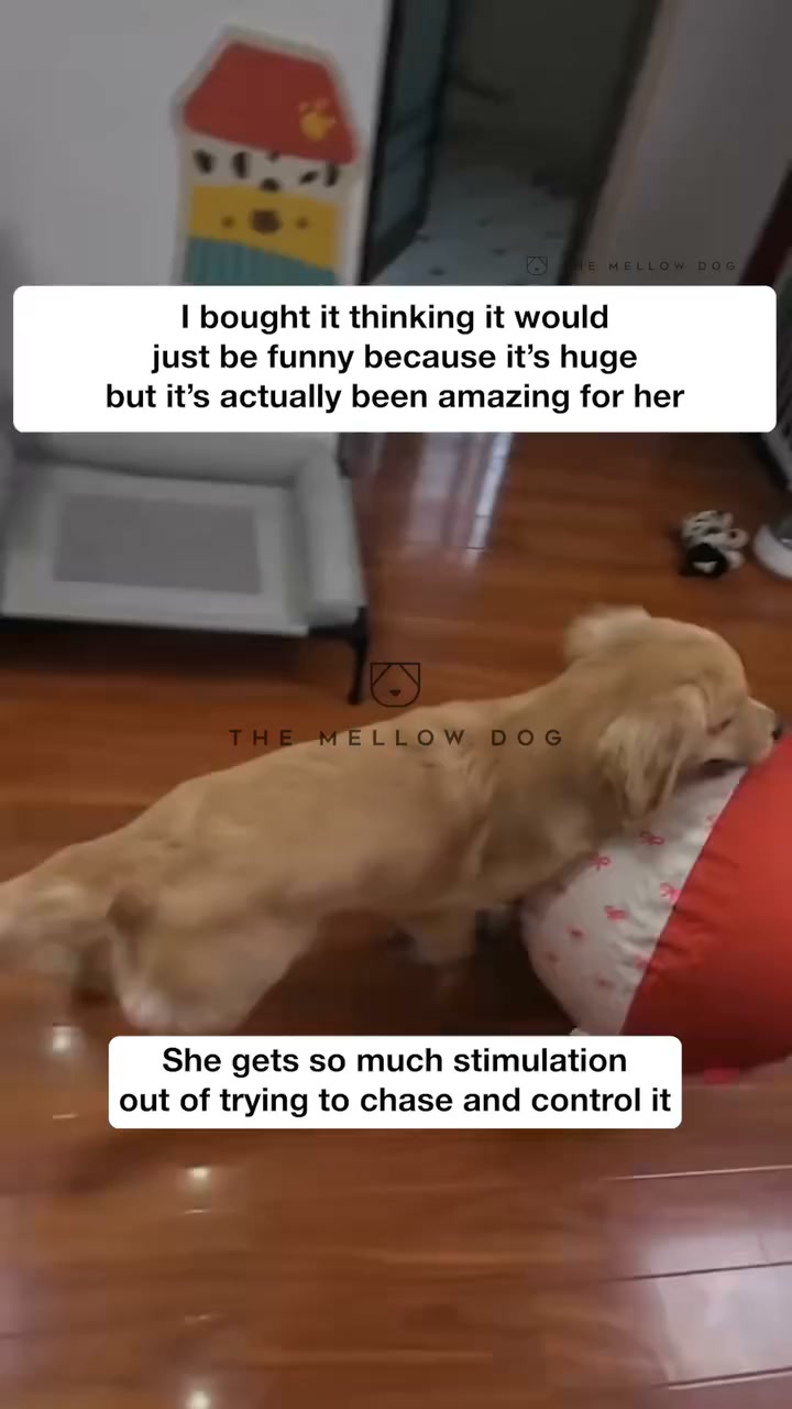 Watch your dog play like they've never played before