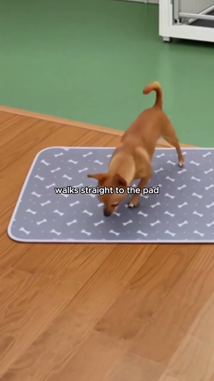 How We Potty Train Any Dog Instantly