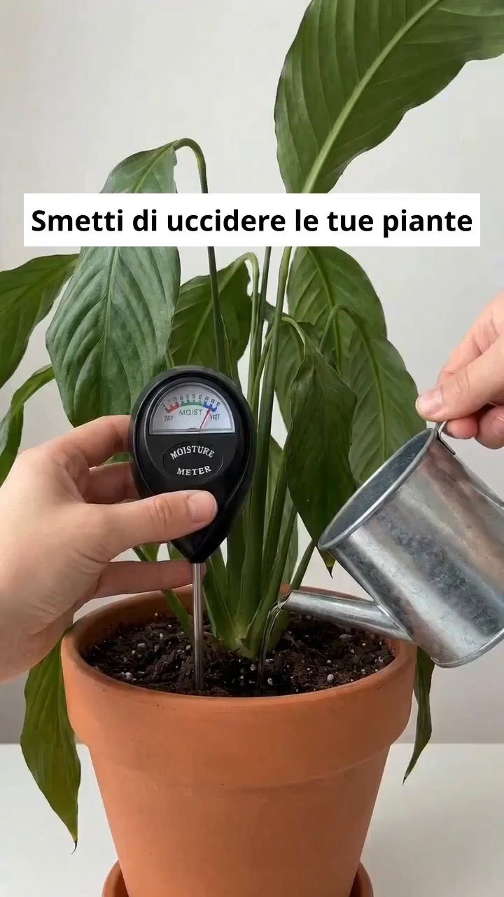 Basta indovinare cosa vuole la pianta