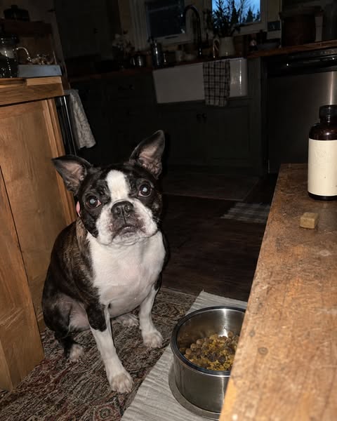 Advice To Owners Whose Dogs Are On Probiotics And Still Itching. By A Vet Tech.