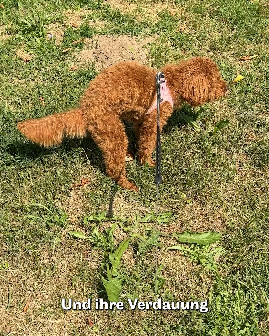 Speziell für Pudel & Doodles