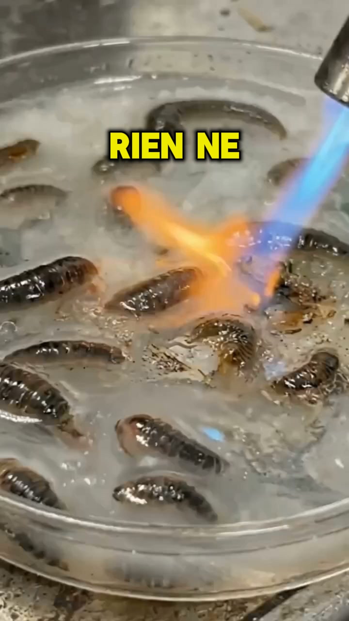 Découvrez ce qu’il y a dans BIOVIAR®