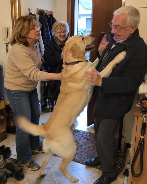 Il tuo Labrador non ha bisogno di fare di più