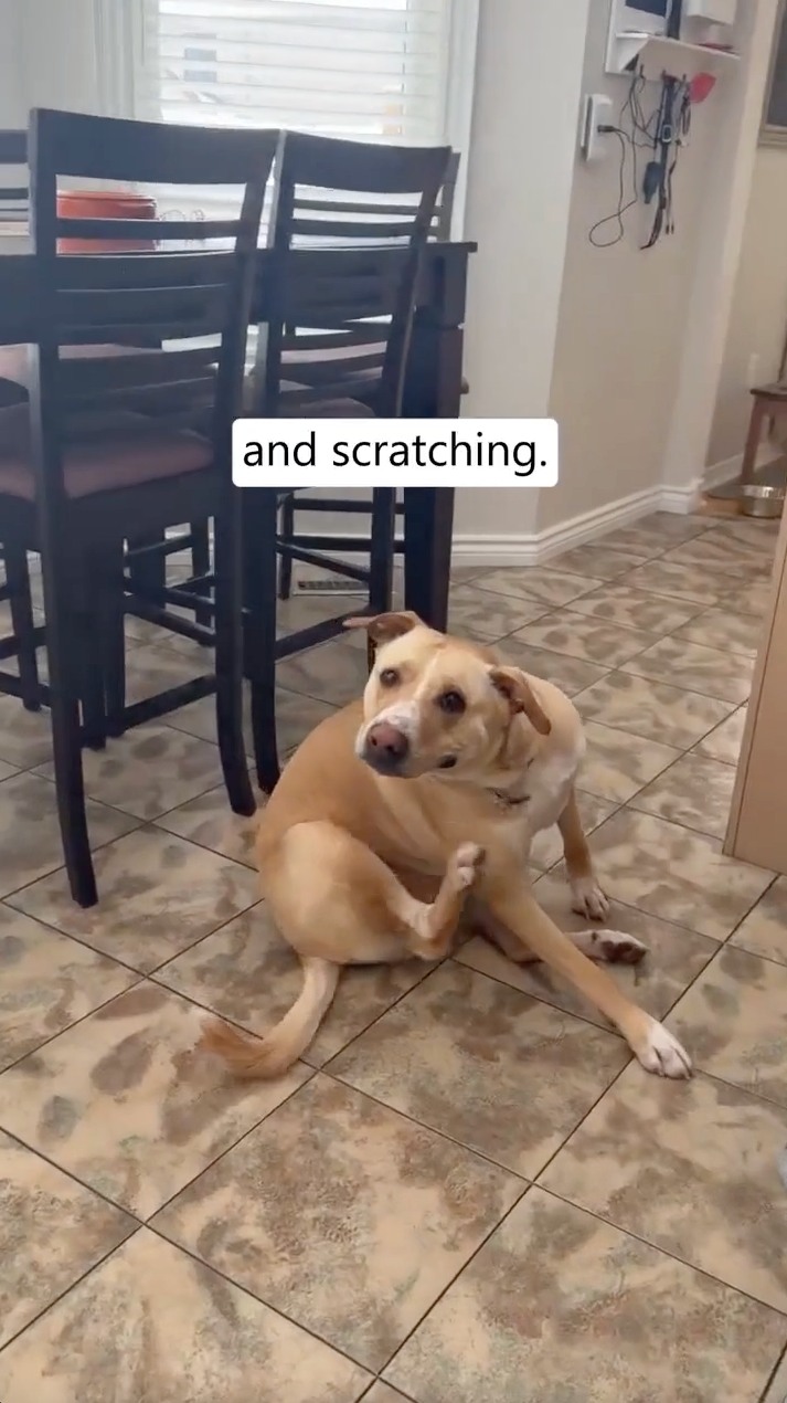 3 Dog Quirks That Point Back to the Gut