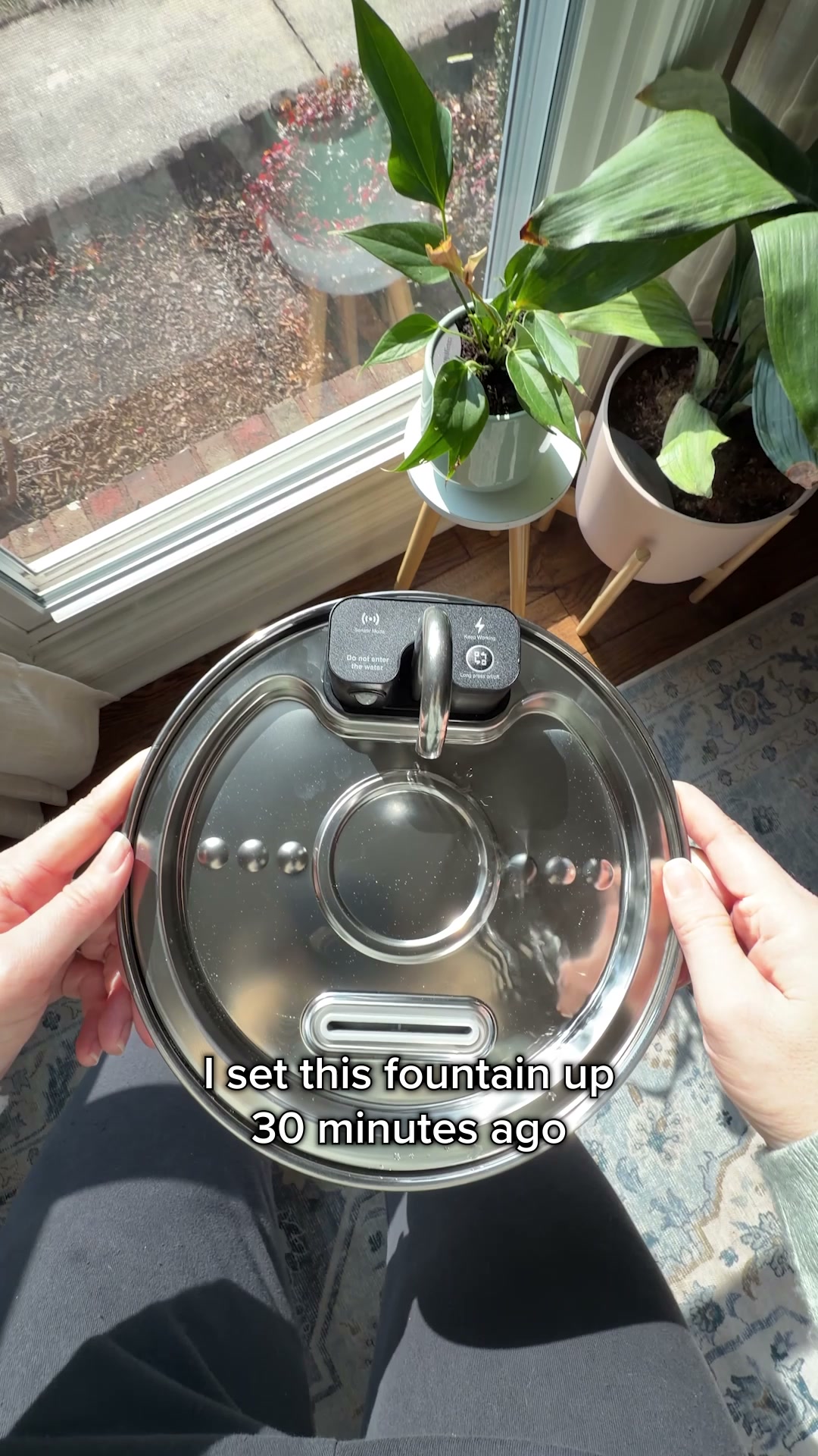 The #1 Vet-Recommended Dog Fountain