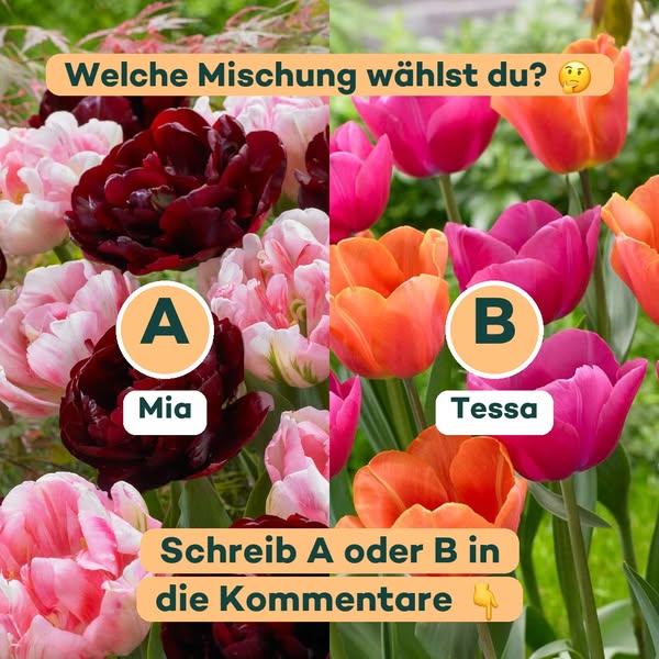 Mia oder Tessa? Zwei Mischungen mit je 16 Zwiebeln