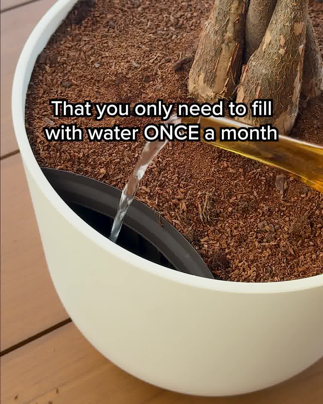 These are NO ordinary plants!