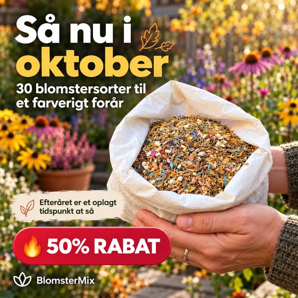 50% RABAT
