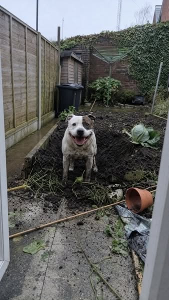 I'm a landscape gardener. My Staffy has redesigned our garden 4 times