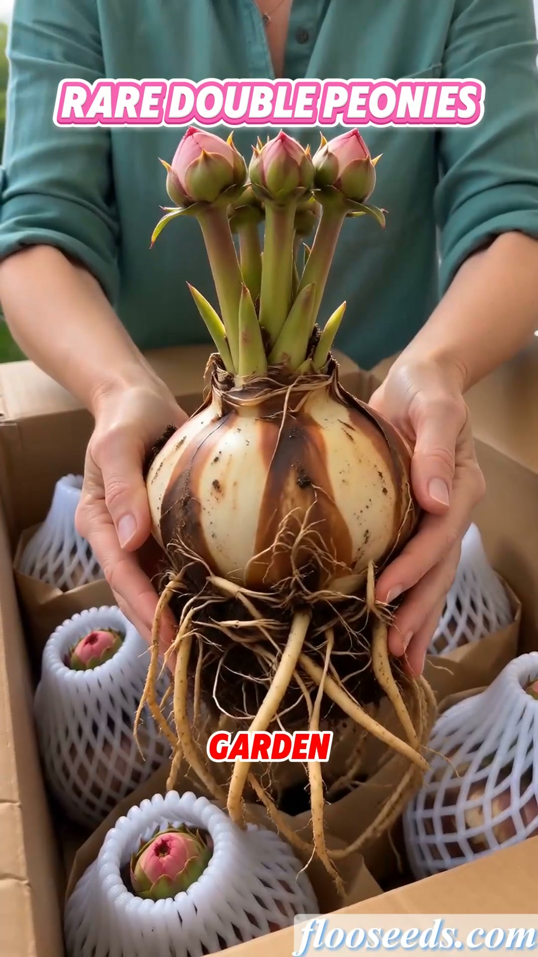 The Rare Peonies Everyone Wants!