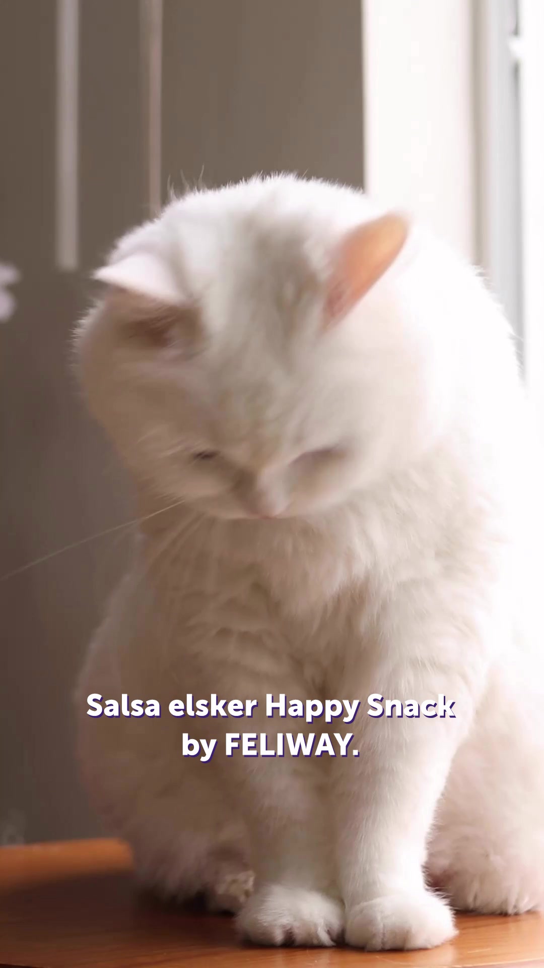 Lækker forkælelse din kat vil elske