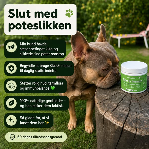 Hjælp Din Hund I Dag