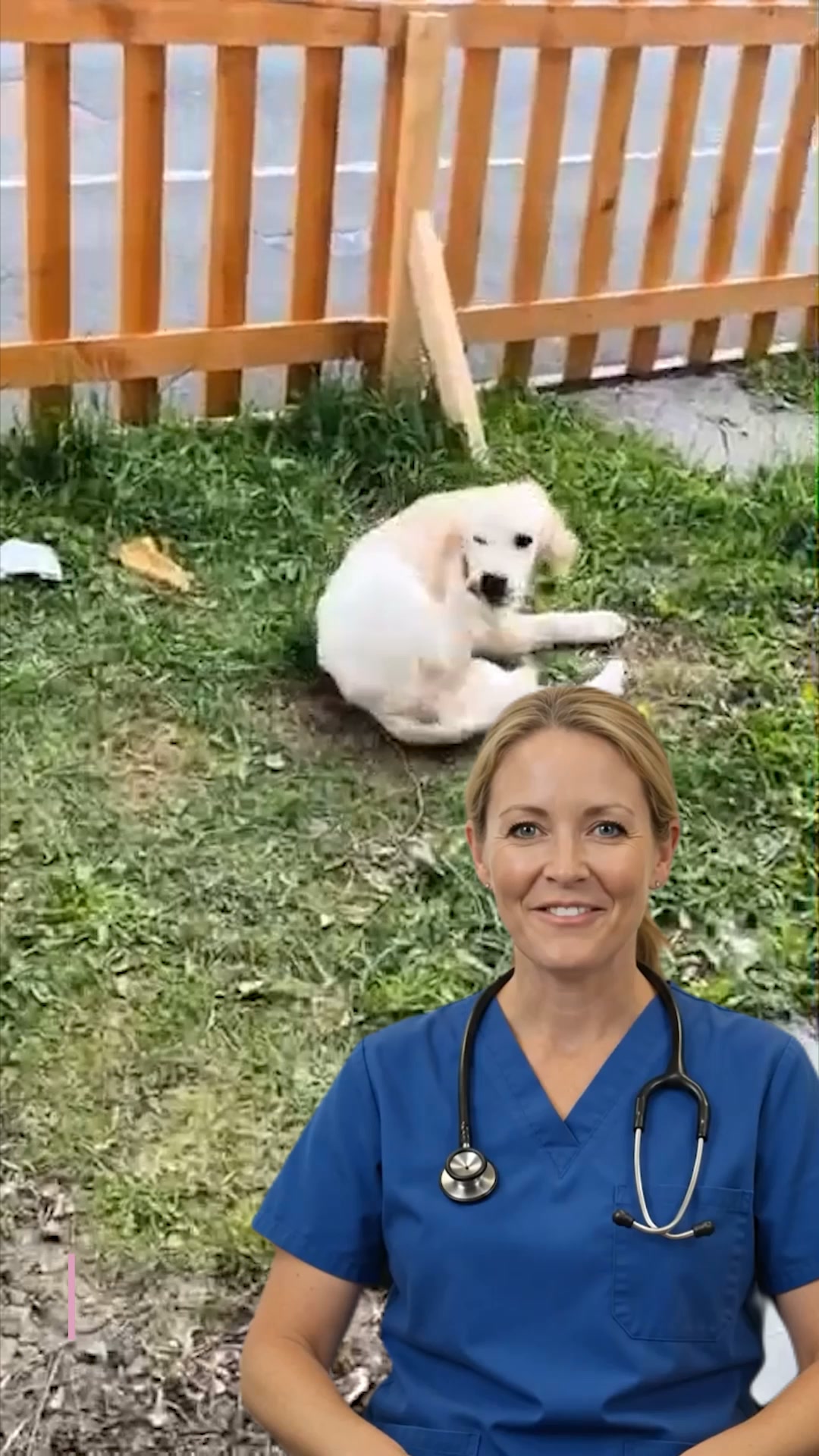 The ear infections, the dull coat, the scratching. They all start in the same place.