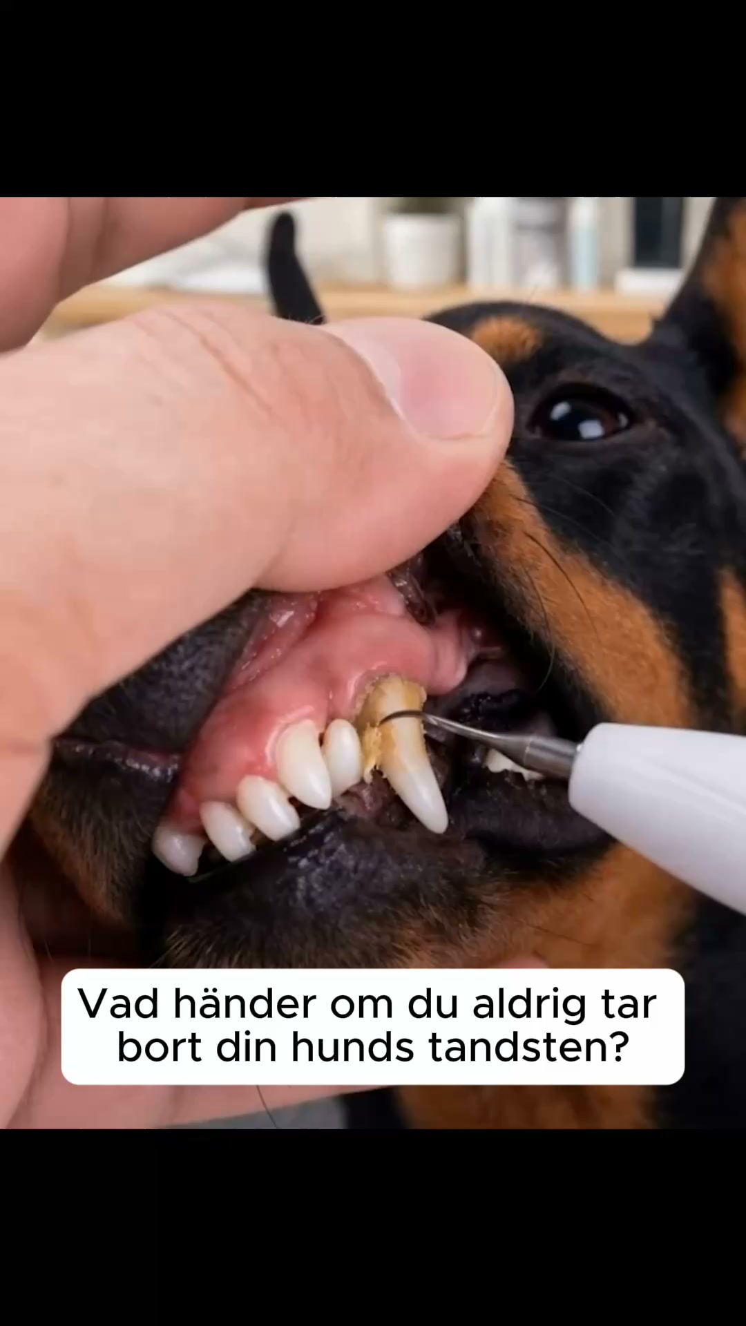 Lenhy Kit – Tyst ultraljudsbaserad tandstens- och plackborttagare för hundar