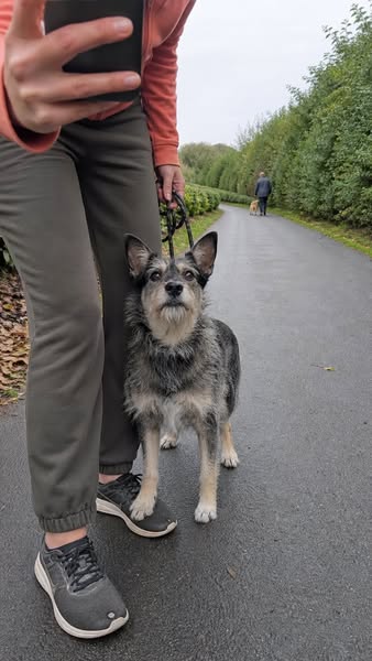 Start Small Dog Manners Routine ▶