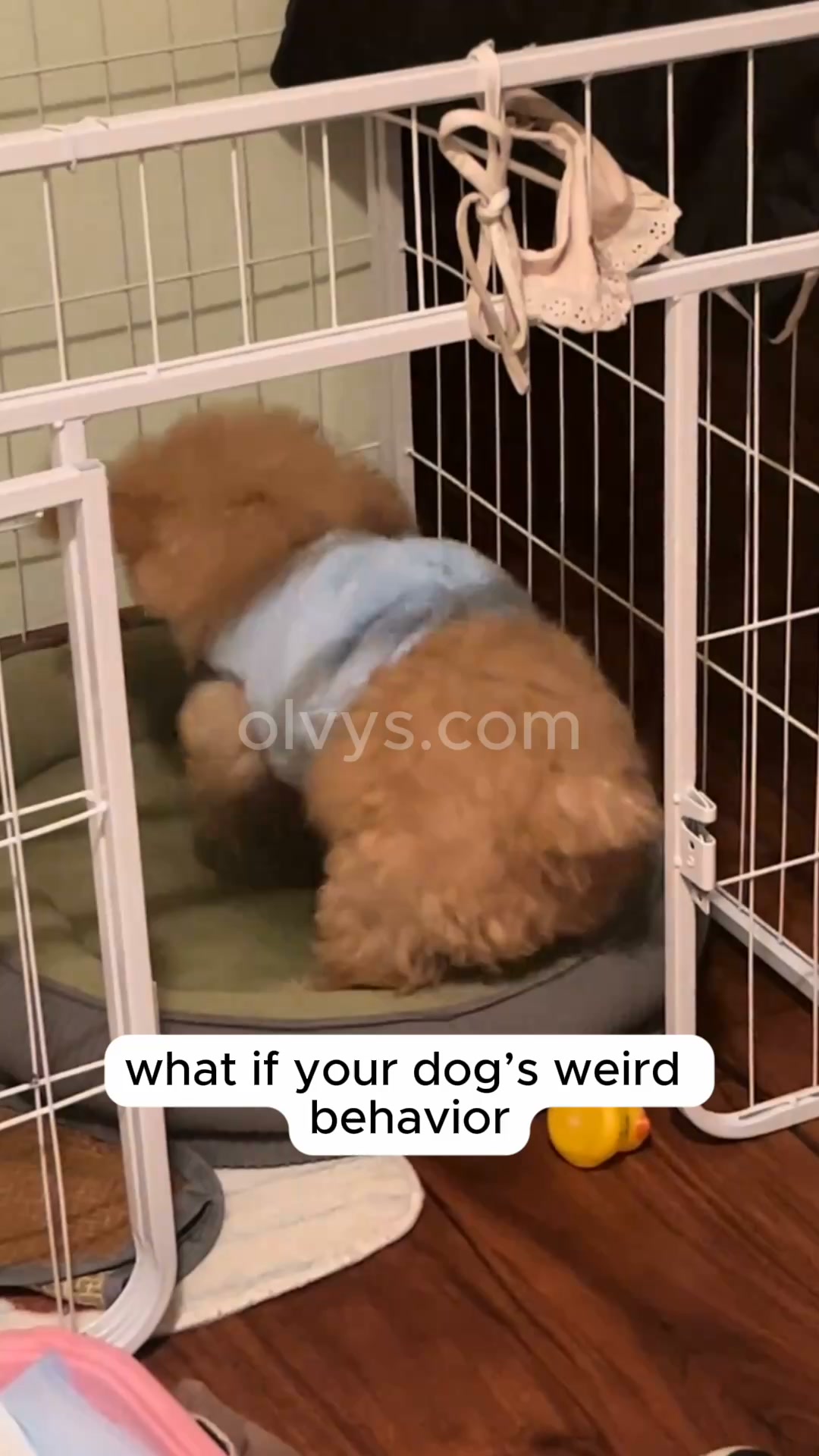 Help your pet rest better | Save 45%