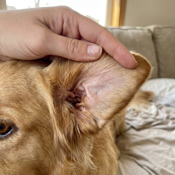 Read this if your dog keeps scratching their ears