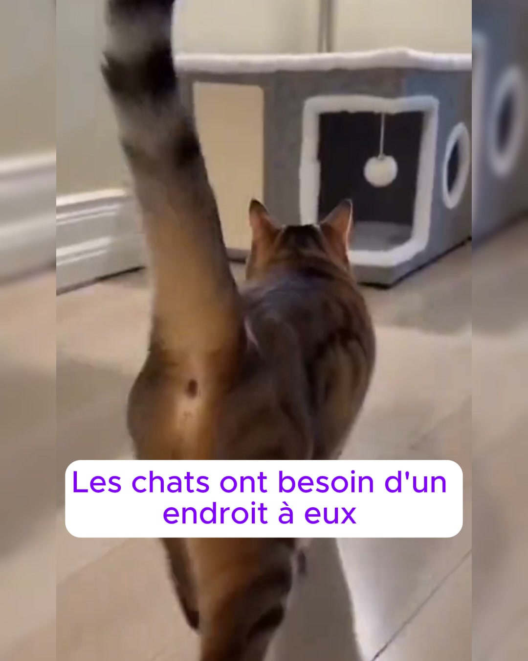 Maison Cocon 2-en-1 pour Chat