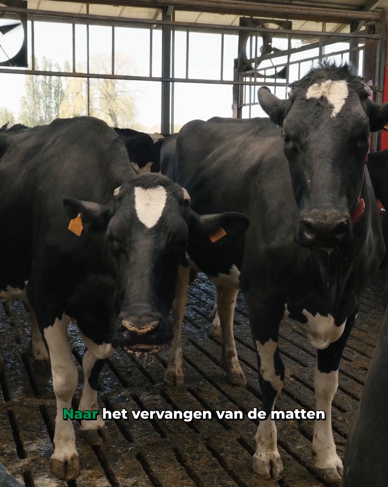 Automatische klauwverzorging