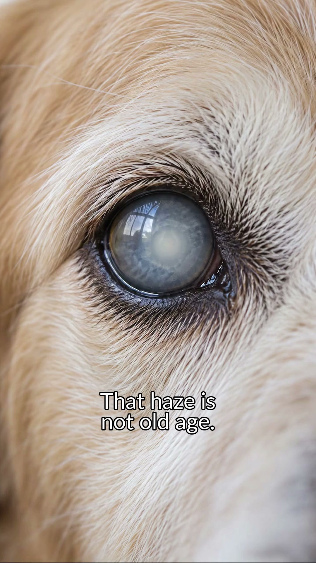 Helping Senior Dogs Feel Safe In Their World Again