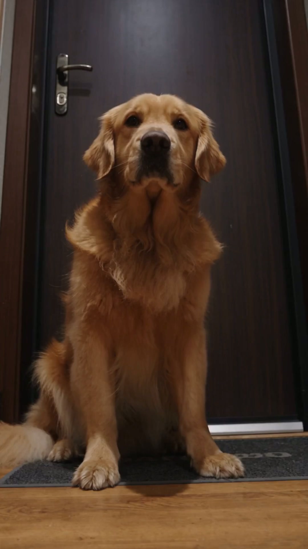 Dein Hund ist bereit. Deine Hose auch?