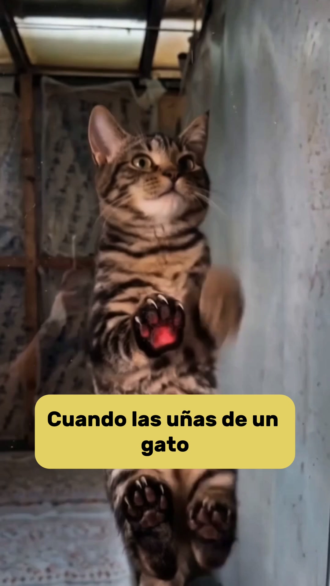 El territorio natural que lima las uñas de tu gato