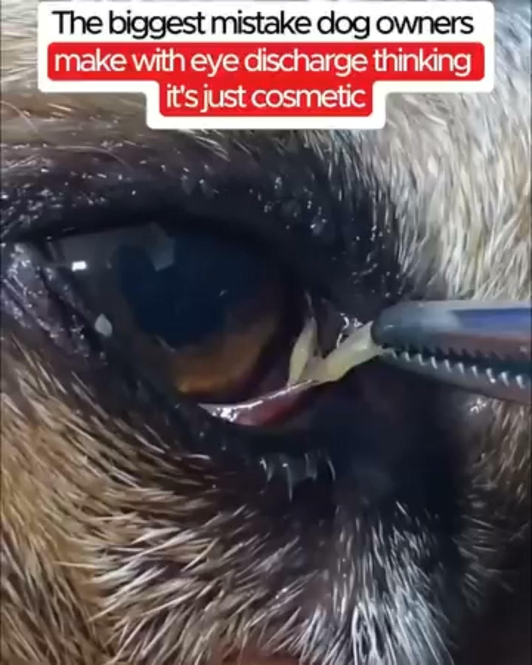 World Animal Week Buy 2, Get 2 Free