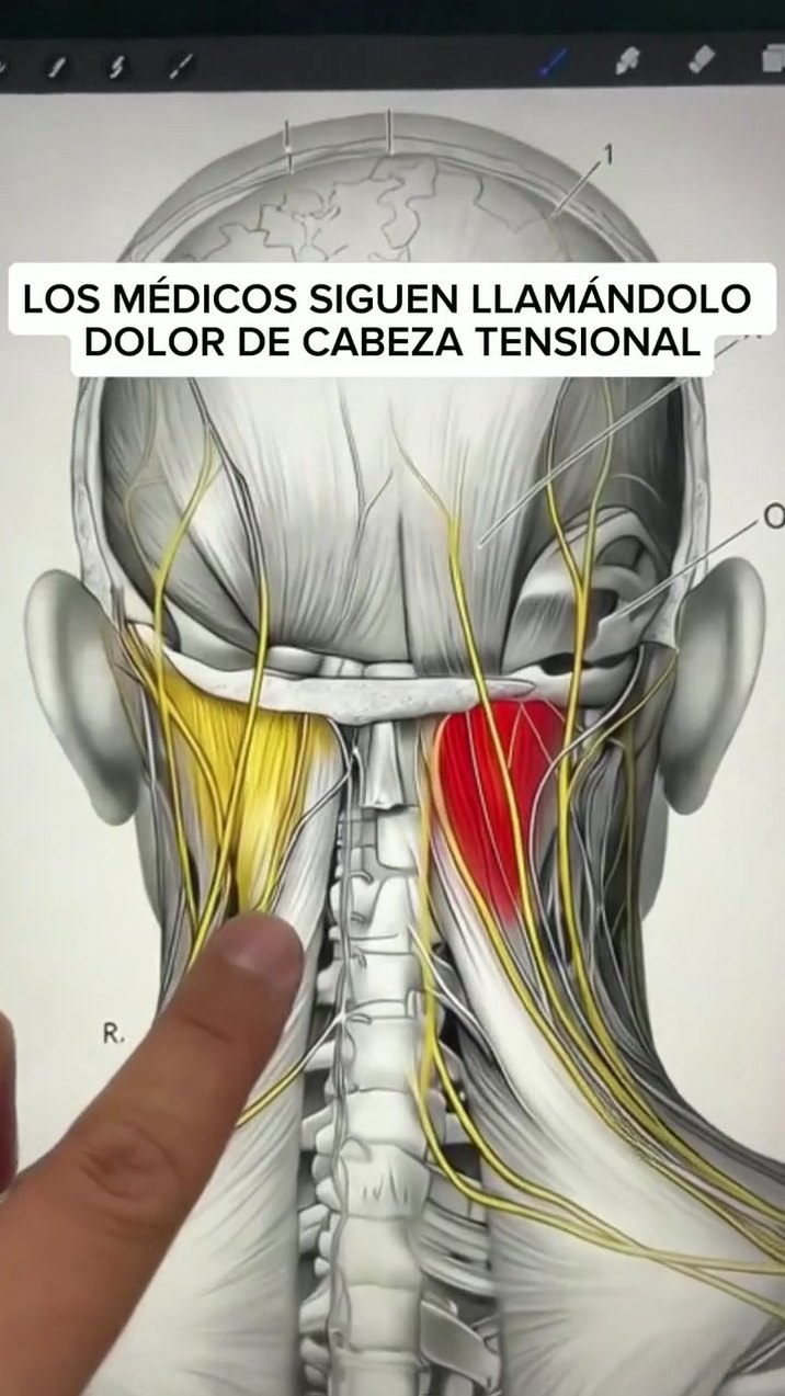 Esa tensión en la base del cráneo al despertar tiene explicación