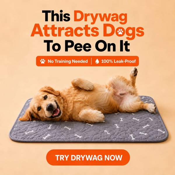 The Last Pee Pad You'll Buy