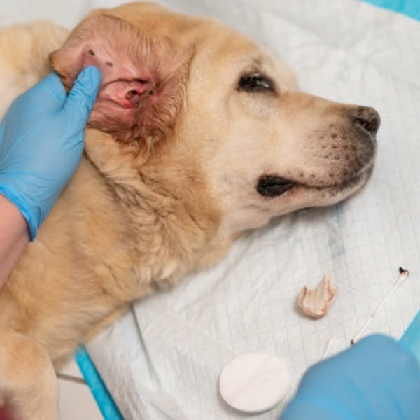 Stop Itching Without Harming Their Body